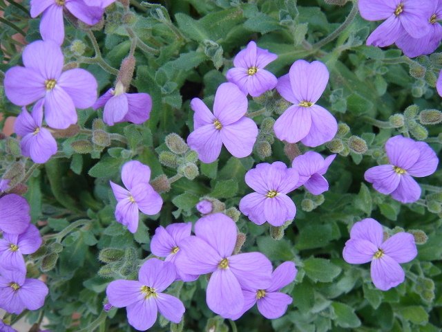 Aubrieta deltoides 'Hendersonii'